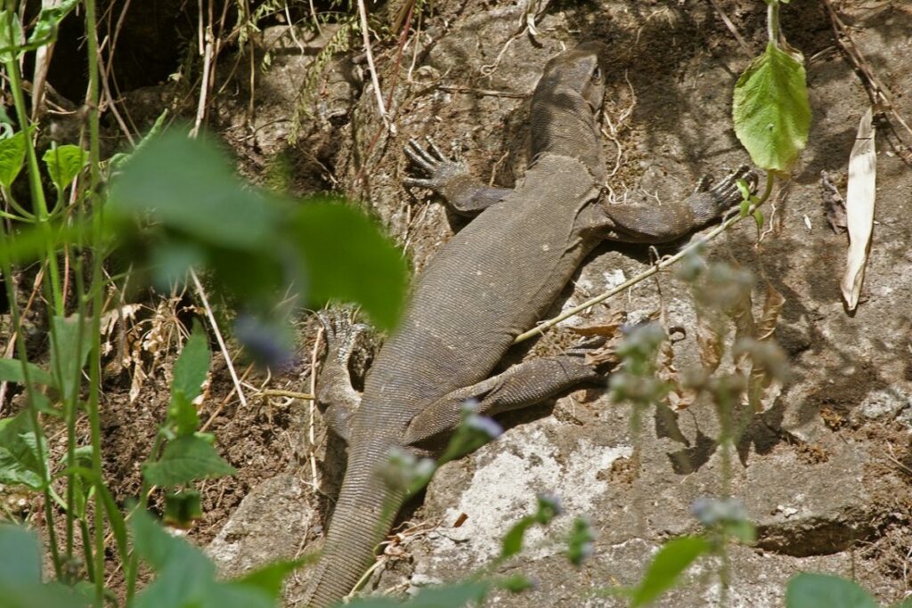 A monitor lizard catches the noon sun.